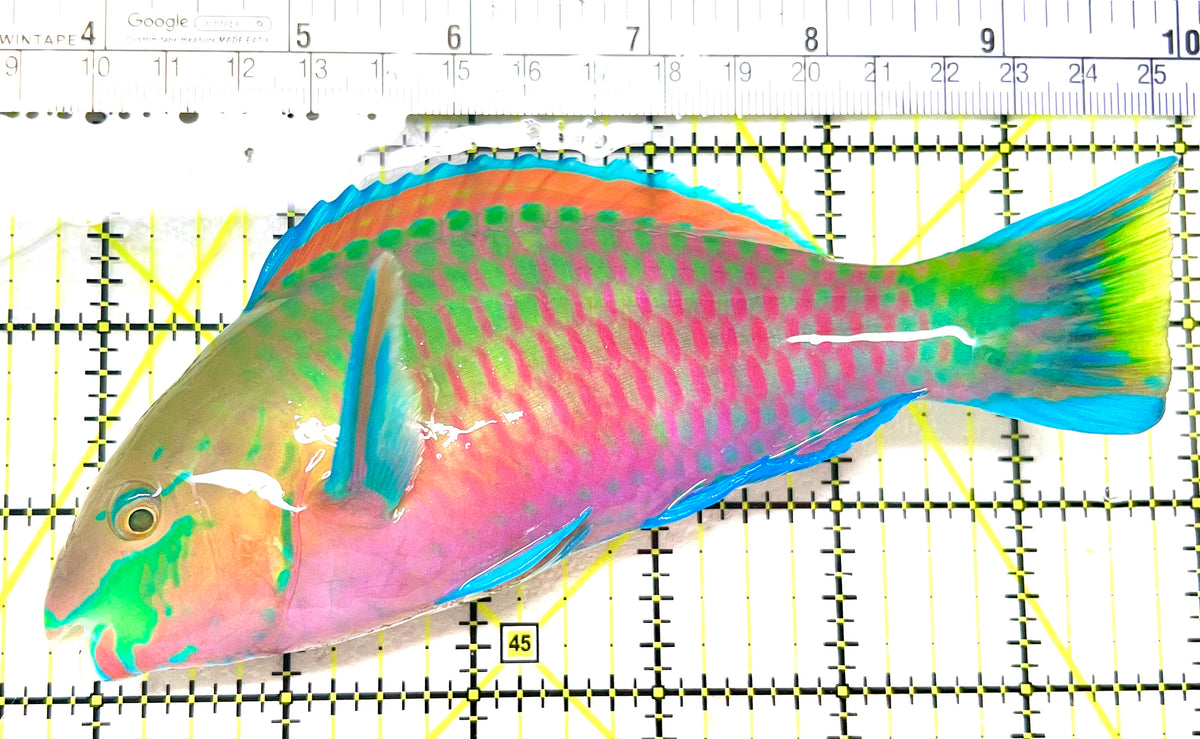 Quoyi Greenblotch Parrotfish PP072102 WYSIWYG Size: XXL 6.25" approx