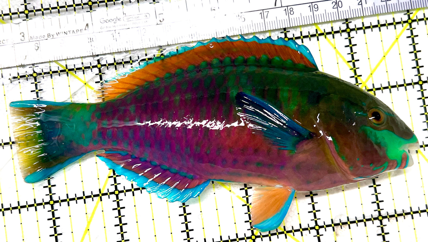 Quoyi Greenblotch Parrotfish PP072103 WYSIWYG Size: XXL 6.5" approx