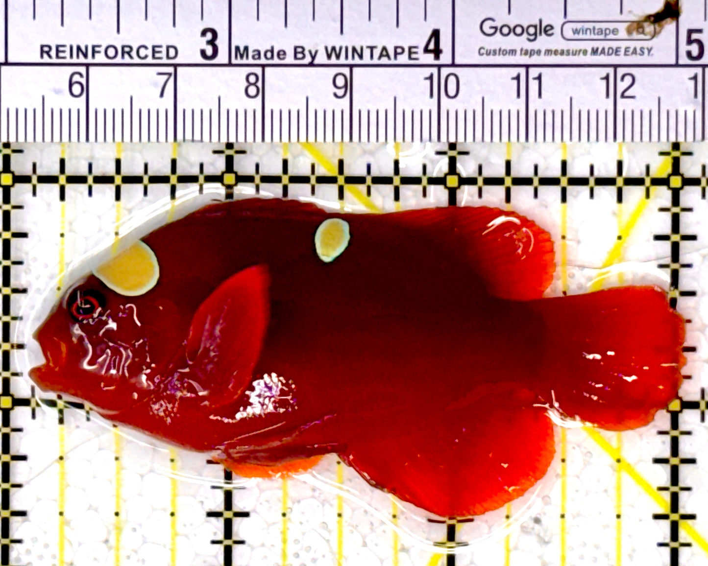 Gold Bar Maroon Clownfish Bali Grade A (Wild Caught) GBMCBGA111801 WYSIWYG Size: L 3" approx