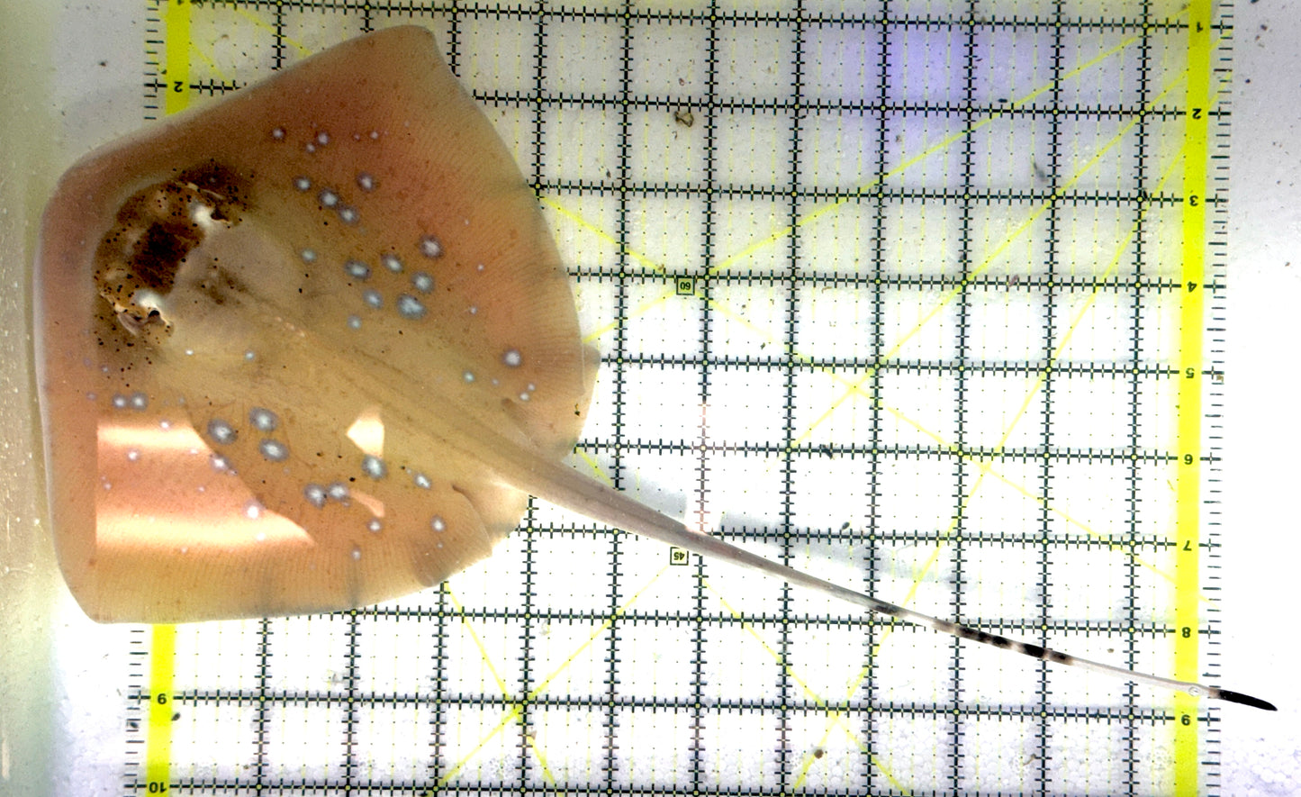 Kuhl's Masked Blue Spotted Sting Ray (Triangular Body Shape) KMBSSR101101 WYSIWYG Size: M 14" approx