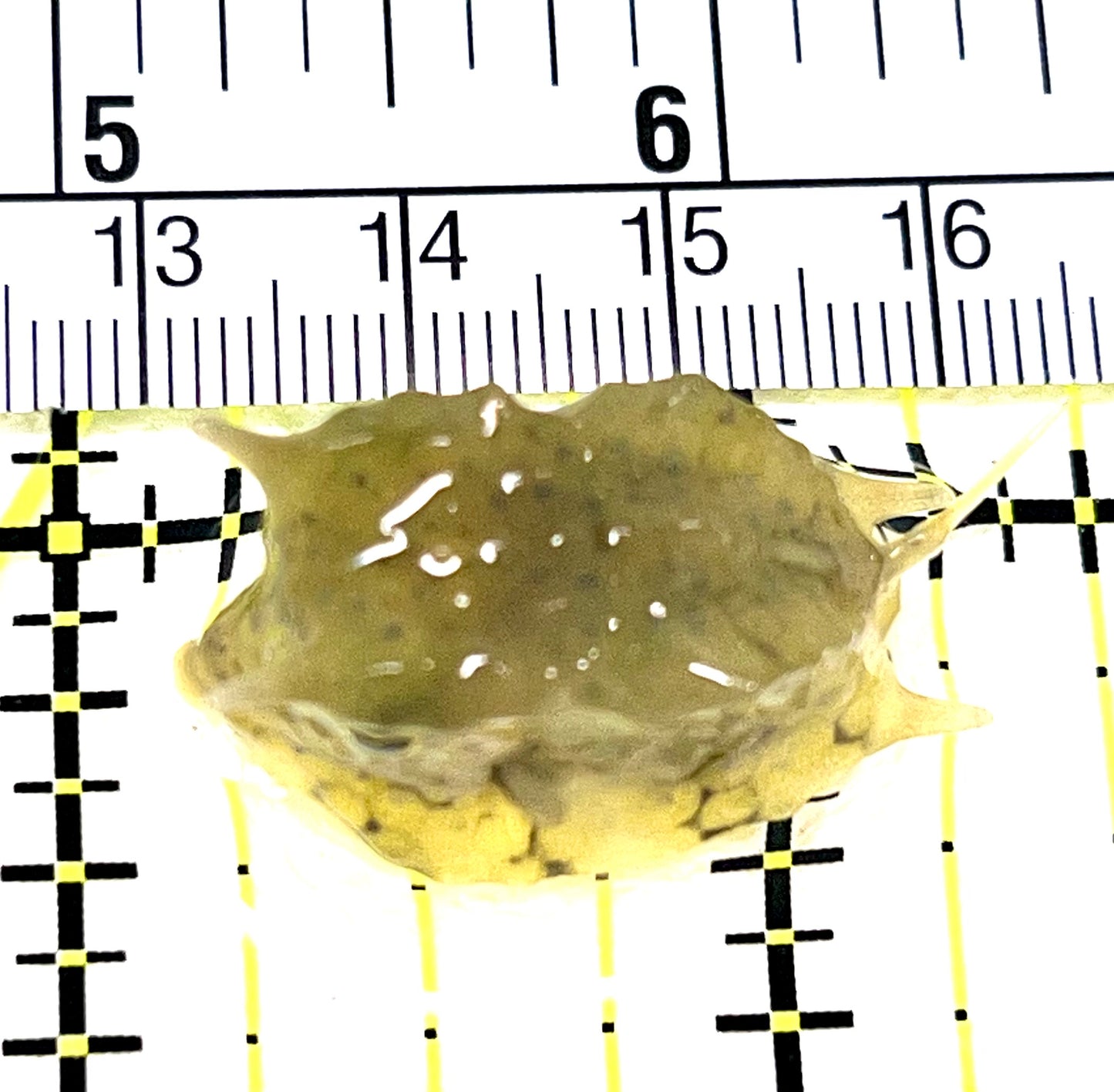 Longhorn Cowfish LC072202 WYSIWYG Size: S 1.25" approx