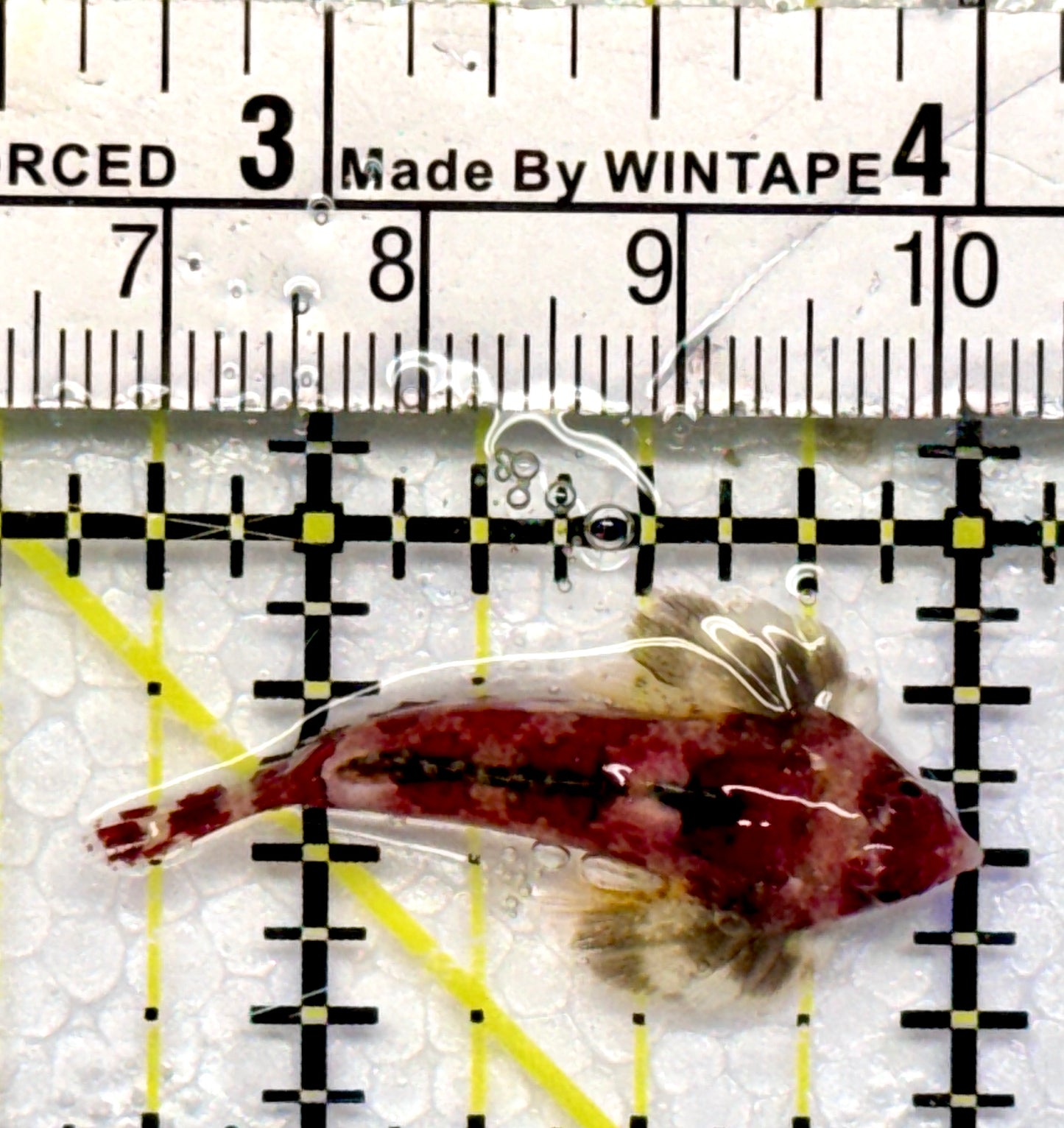 Red Scooter Dragonet RSD101103 WYSIWYG Size: S 1.25"