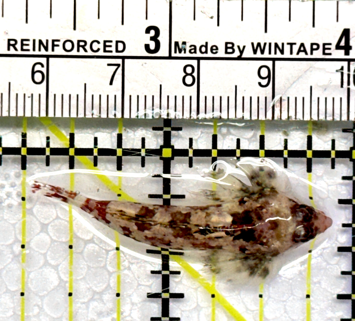 Red Scooter Dragonet RSD101104 WYSIWYG Size: S 1.5"