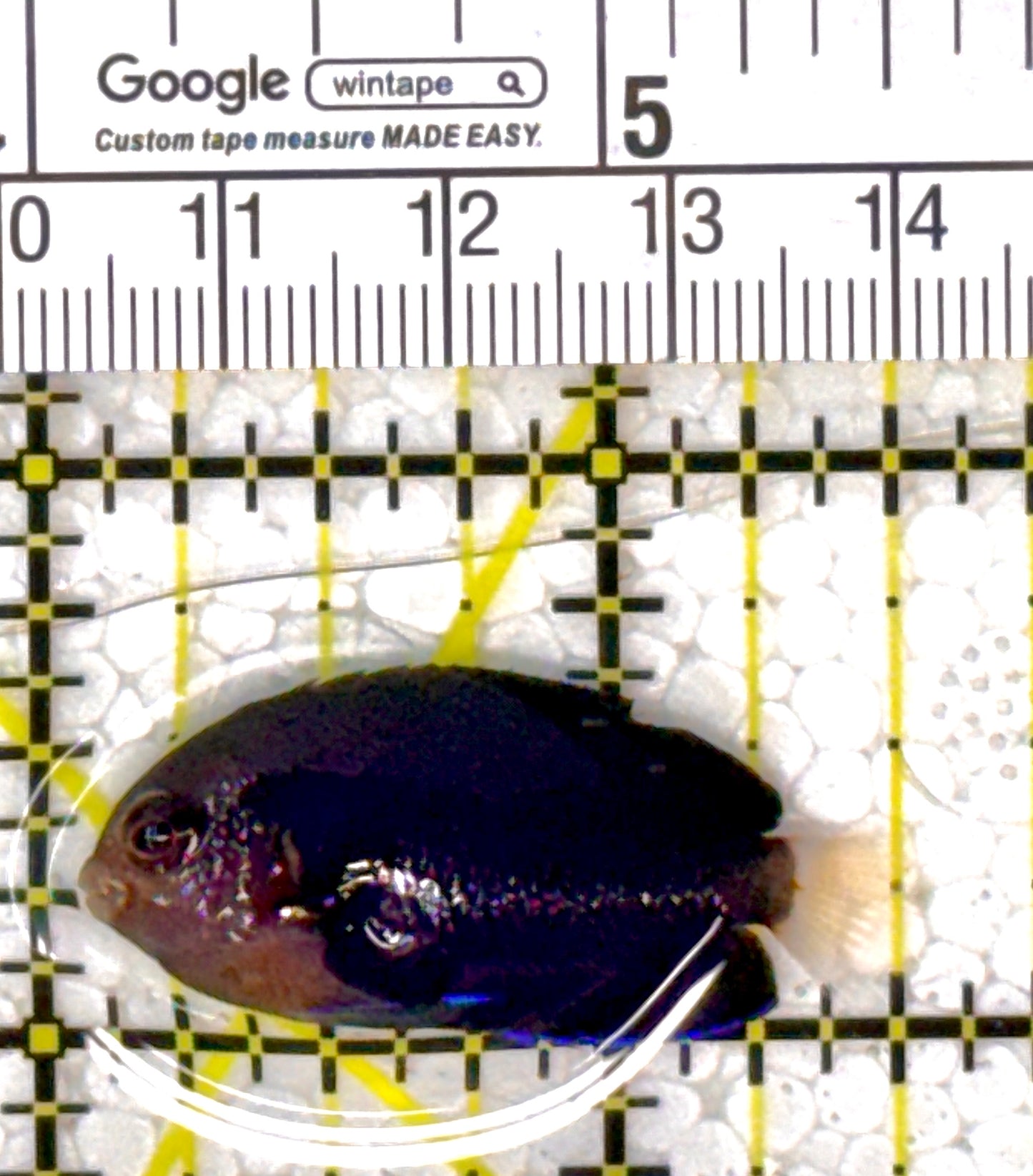 Royal Blue Pygmy Angelfish RBPA111801 WYSIWYG Size: M 1.5” approx