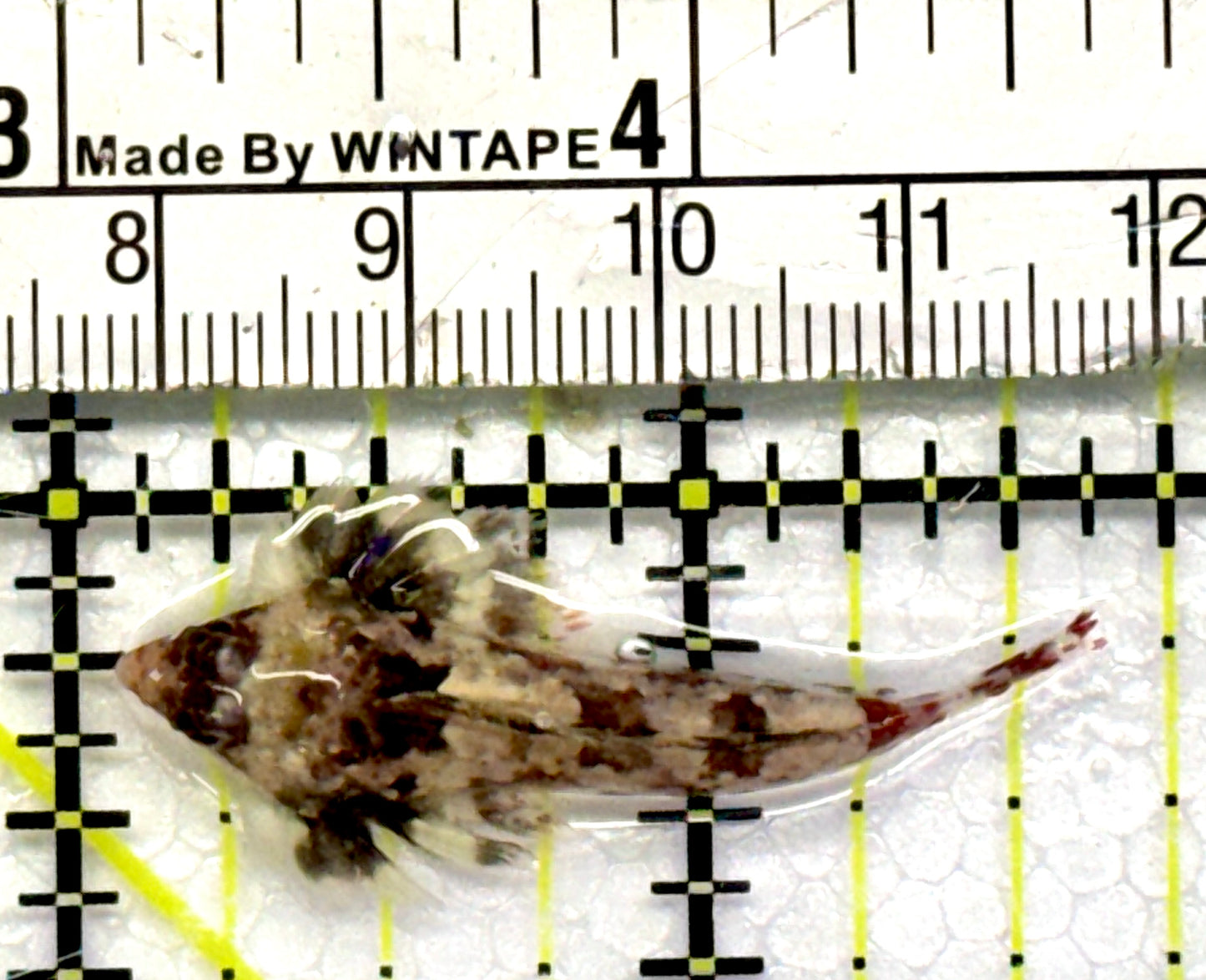 Red Scooter Dragonet RSD101105 WYSIWYG Size: S 1.5"