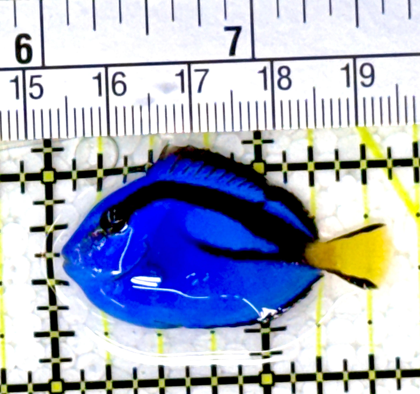 Blue Hippo Tang BHT111801 WYSIWYG Size: S 1.5" approx