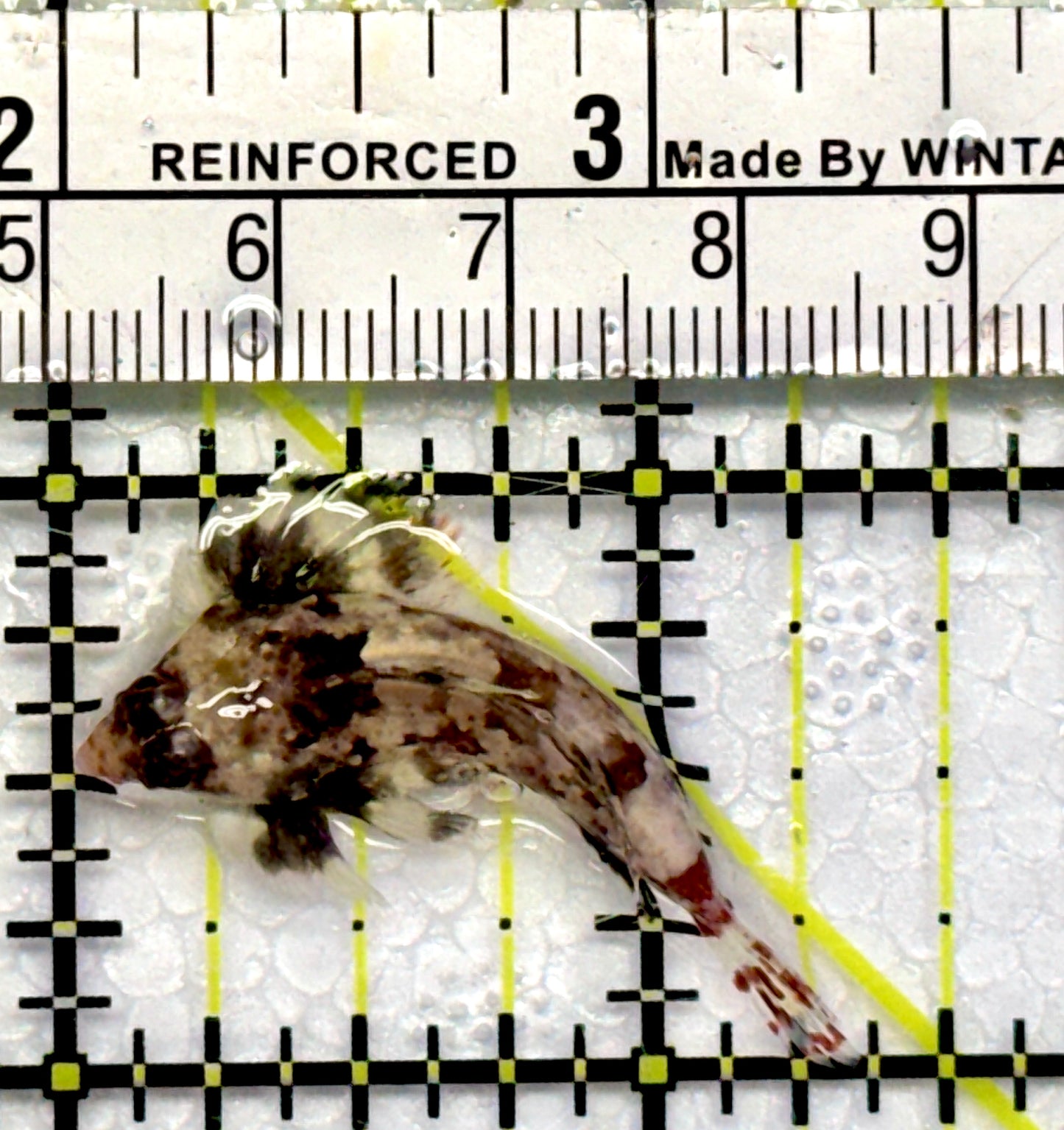 Red Scooter Dragonet RSD101106 WYSIWYG Size: S 1.5"