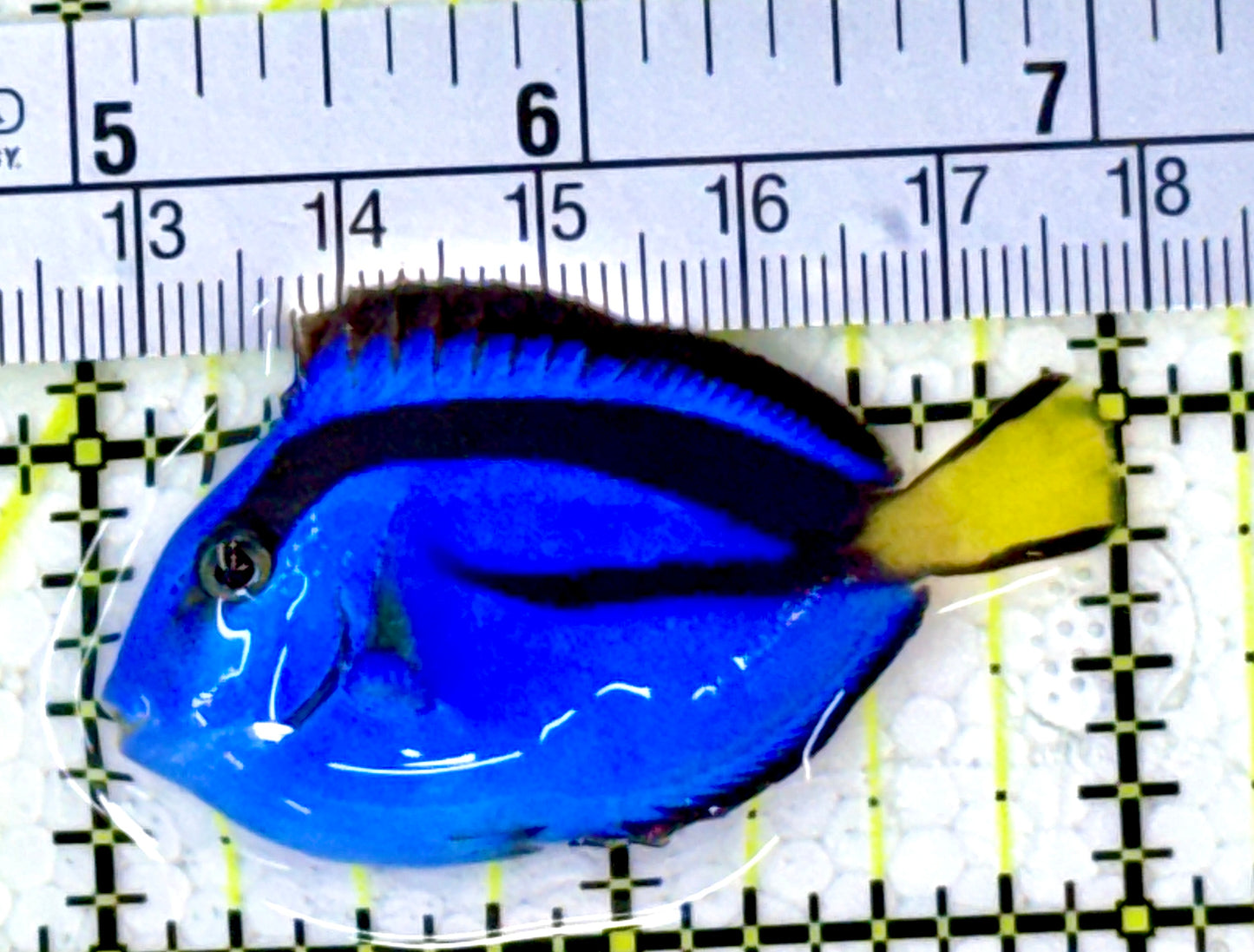 Blue Hippo Tang BHT111804 WYSIWYG Size: S 2" approx