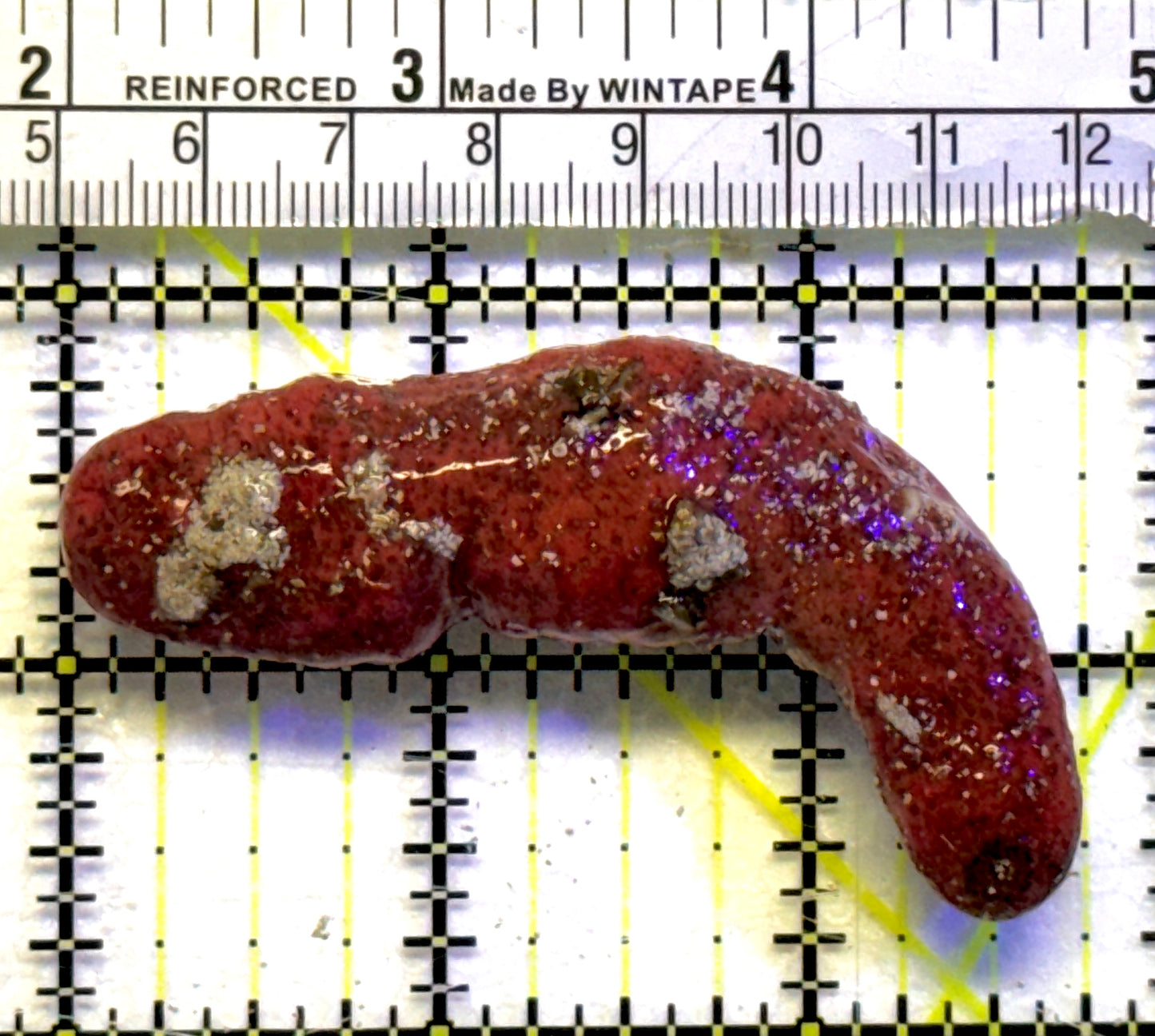 Red Burnt Sea Cucumber RBSC101001 WYSIWYG Size: M 3" approx