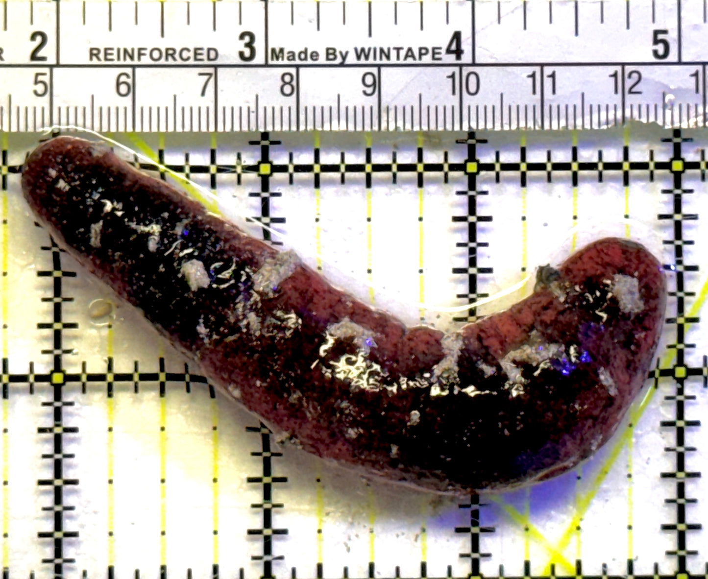 Red Burnt Sea Cucumber RBSC101002 WYSIWYG Size: L 3.5" approx