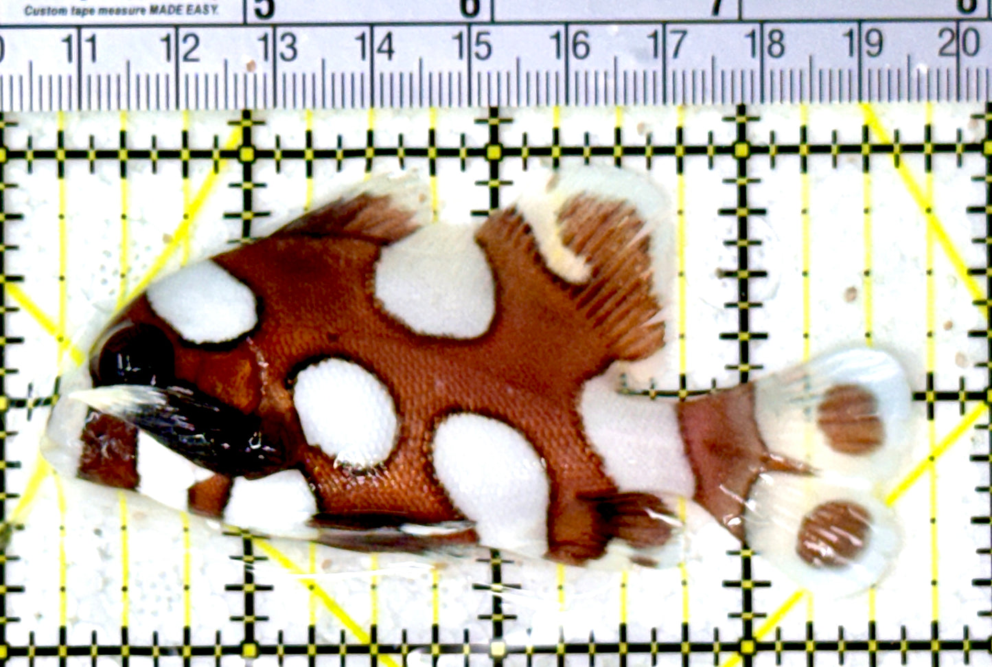 Harlequin Spotted Grunt Sweetlips HSGS111801 WYSIWYG Size: M 3.5" approx