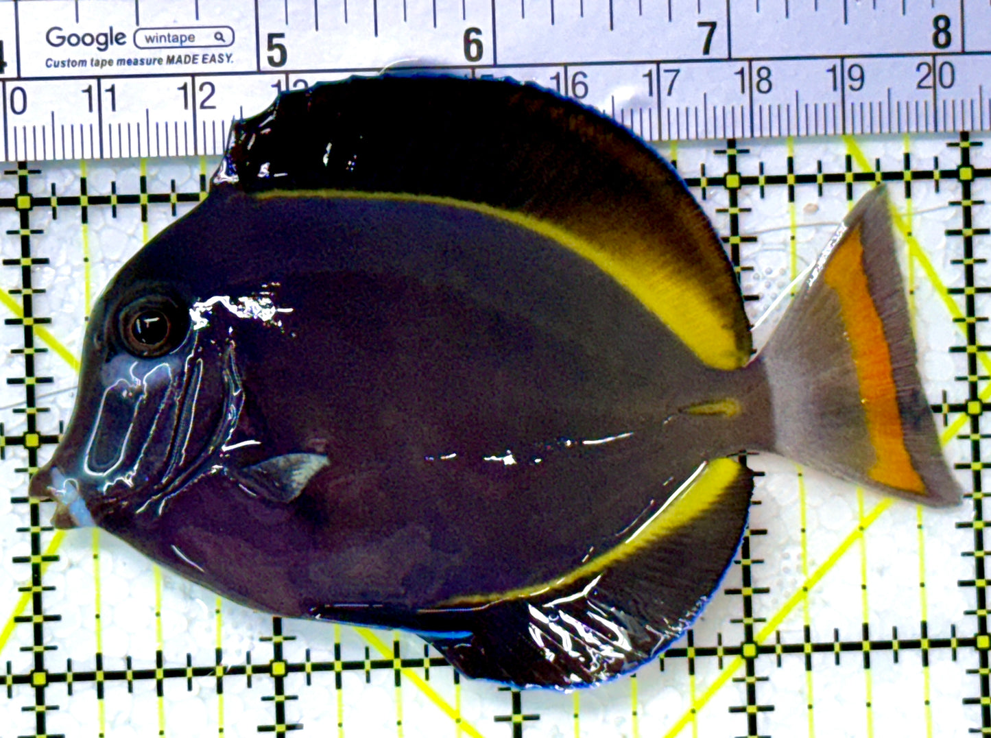 Gold Rim Tang GRT111901 WYSIWYG Size: ML 4" approx