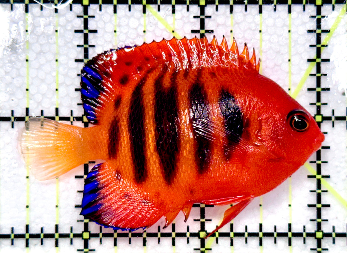 Flame Angelfish (Christmas Island, Super Red) FA101101 WYSIWYG Size: M 2.5" approx