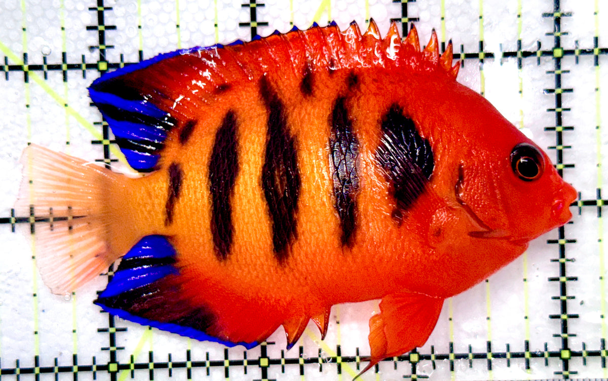 Flame Angelfish (Christmas Island, Super Red) FA101103 WYSIWYG Size: XL 3.5" approx