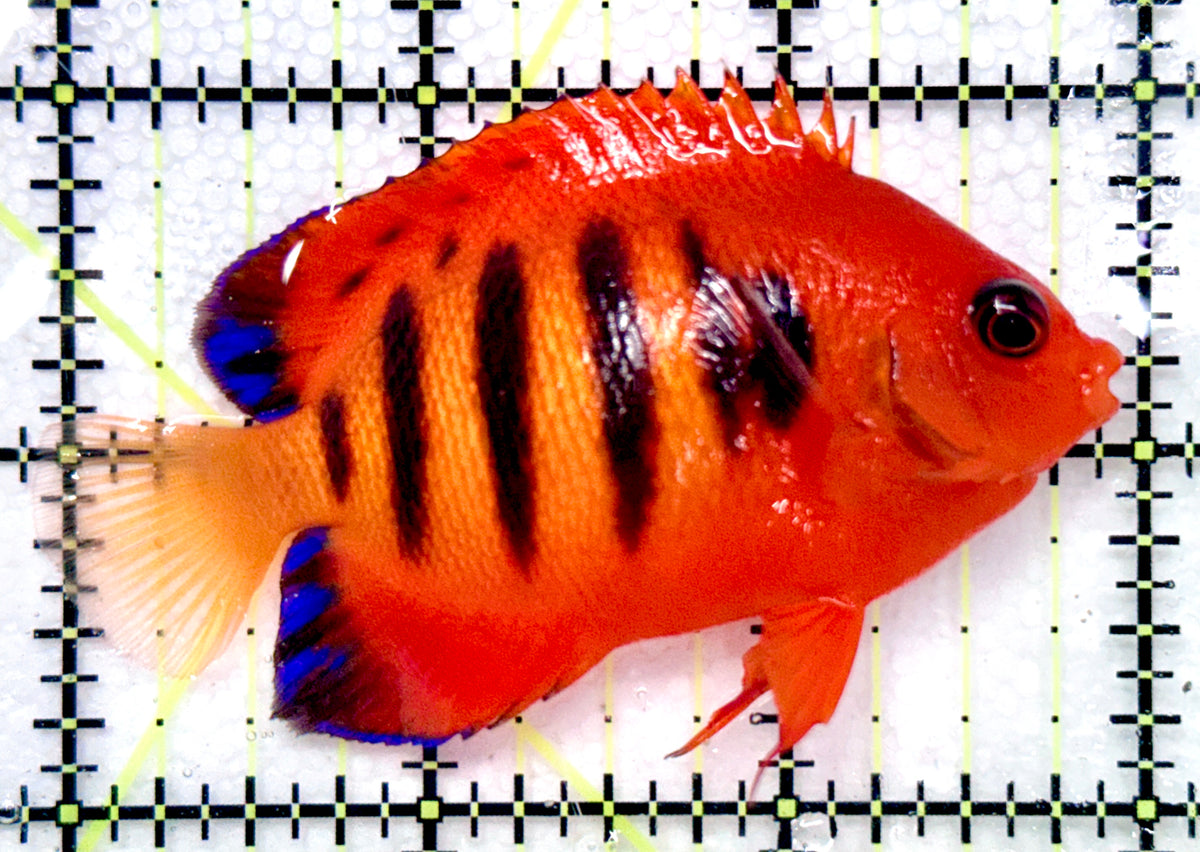Flame Angelfish (Christmas Island, Super Red) FA101104 WYSIWYG Size: L 3" approx