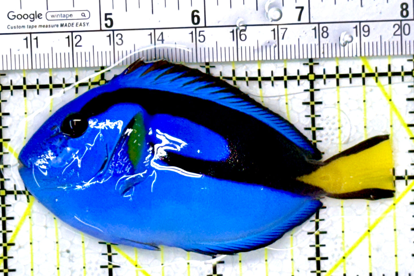 Blue Hippo Tang BHT111805 WYSIWYG Size: M 3.5" approx