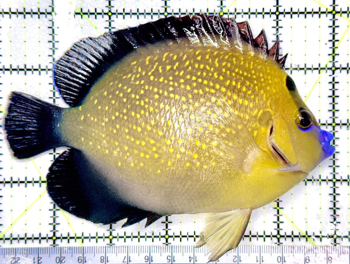 Goldflake Angelfish GA101102 WYSIWYG Size: XL 6" approx