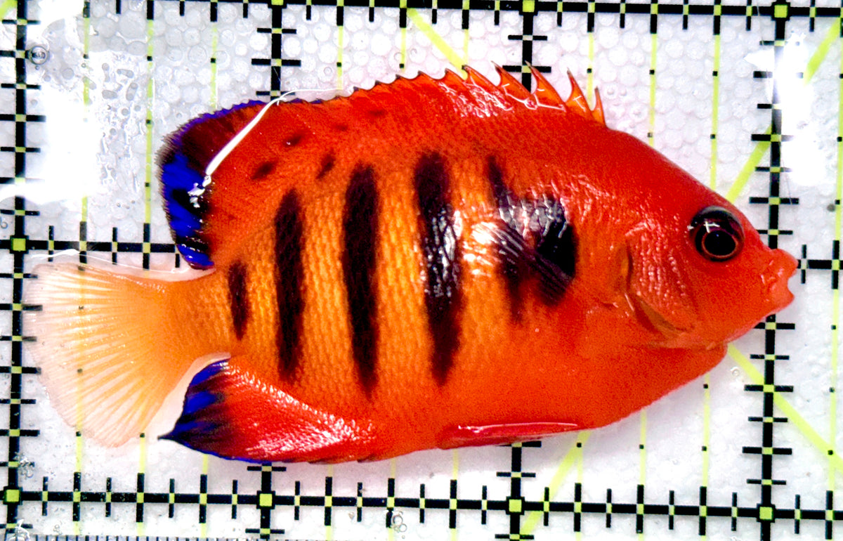 Flame Angelfish (Christmas Island, Super Red) FA101105 WYSIWYG Size: L 3" approx