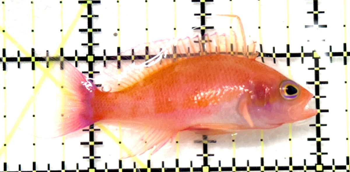 Male Randall's Anthias MRA101201 WYSIWYG Size: XL 2.25" approx