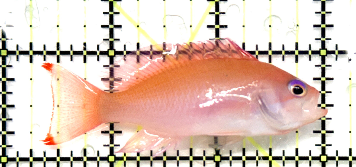 Stocky Anthias Female SAF101201 WYSIWYG Size: XL 2.5" approx