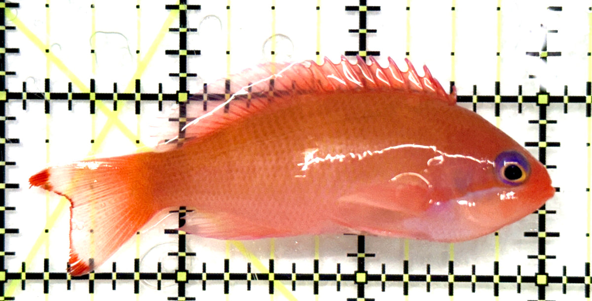 Stocky Anthias Female SAF101203 WYSIWYG Size: XL 3" approx
