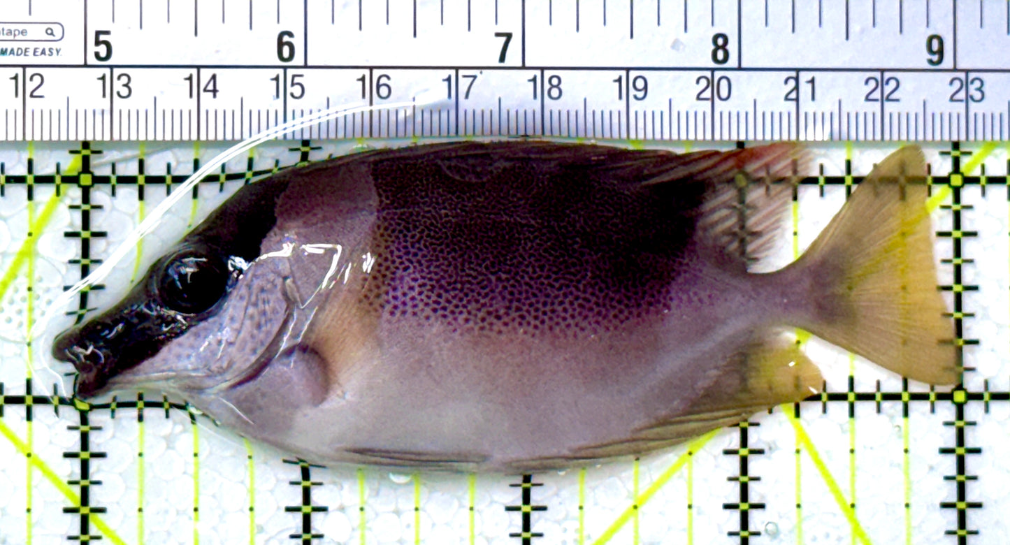 Magnificent Foxface MF111901 WYSIWYG Size: ML 4.25" approx