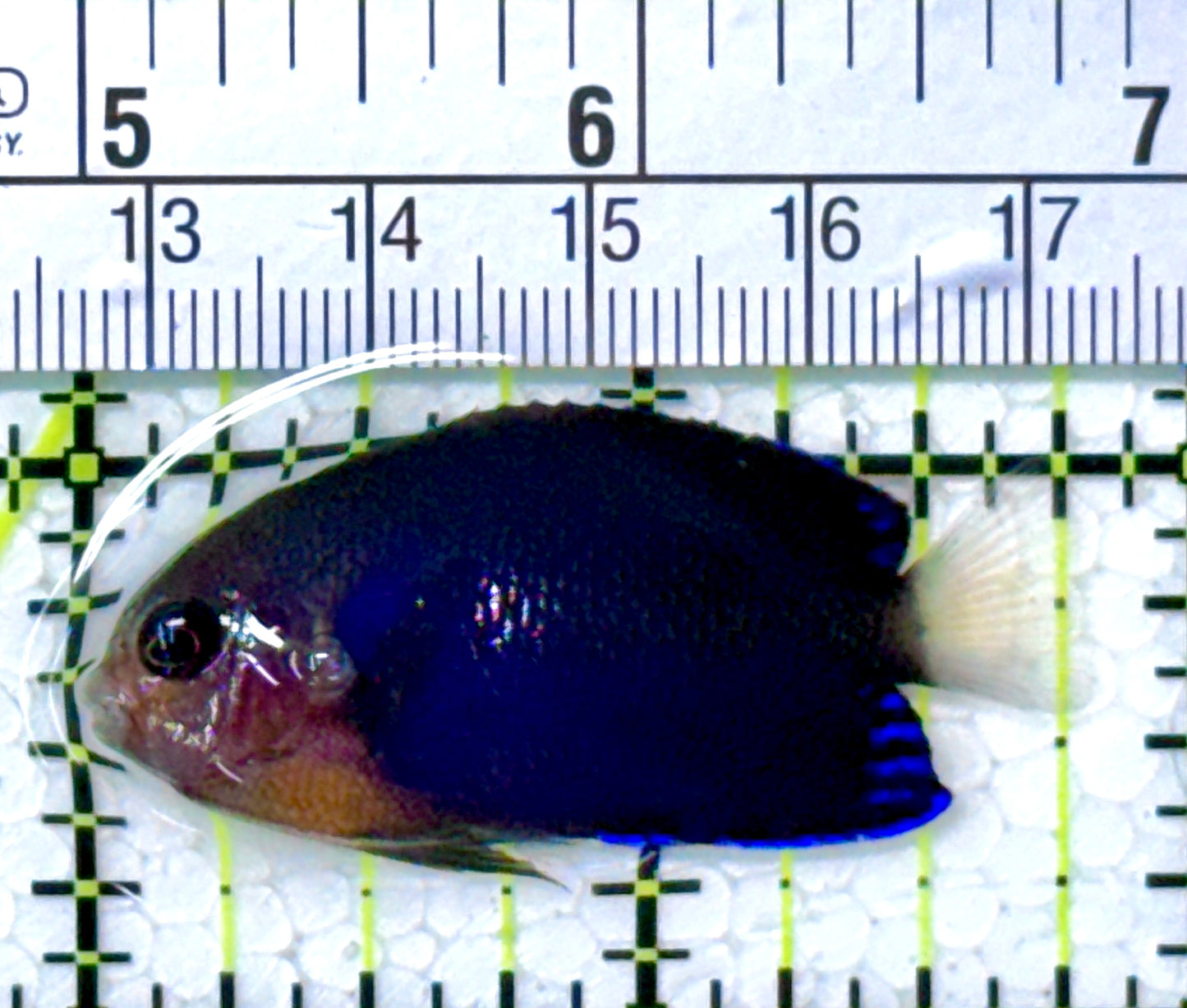 Royal Blue Pygmy Angelfish RBPA111901 WYSIWYG Size: M 1.75” approx