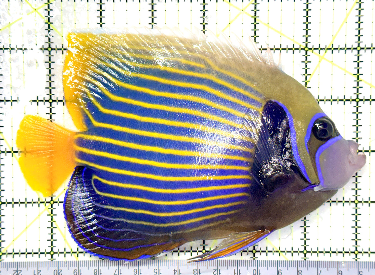 Emperor Angelfish Adult EAA101102 WYSIWYG Size: XL 6.75" approx