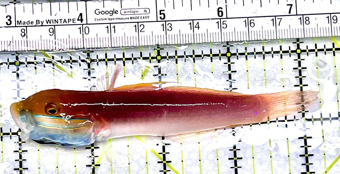 Bella Rose Sand Shifting Goby BRSSG090203 WYSIWYG Size: XL 4.25"