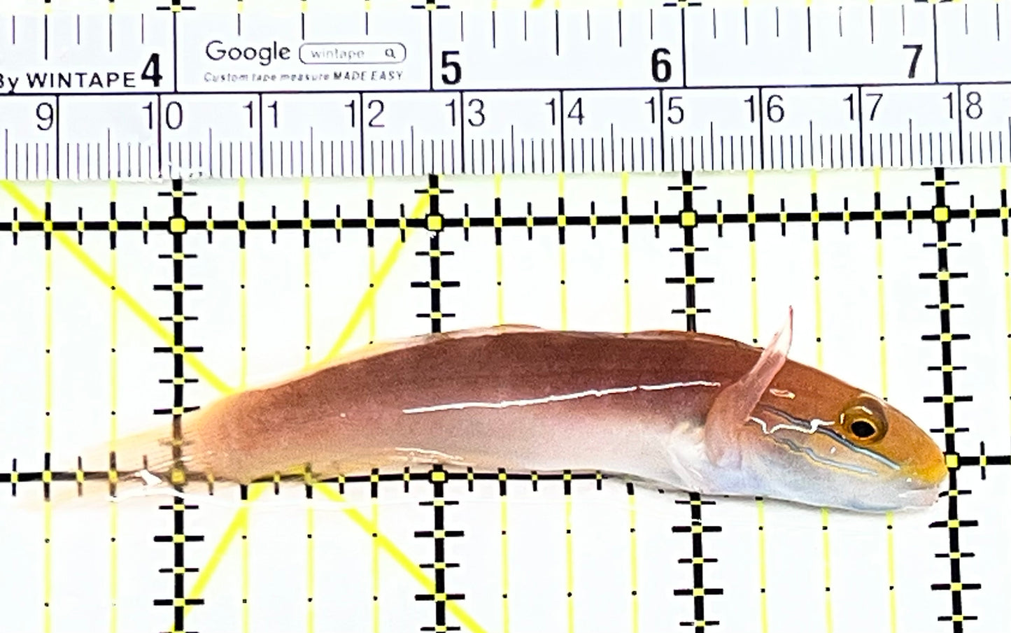 Bella Rose Sand Shifting Goby BRSSG090202 WYSIWYG Size: L 3.5"