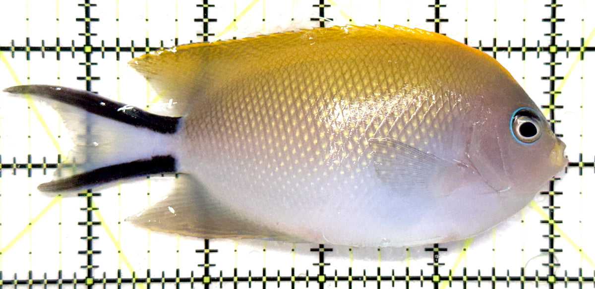 Swallowtail Angelfish Female (Reefsafe) SAF101102 WYSIWYG Size: XL 4.75" approx