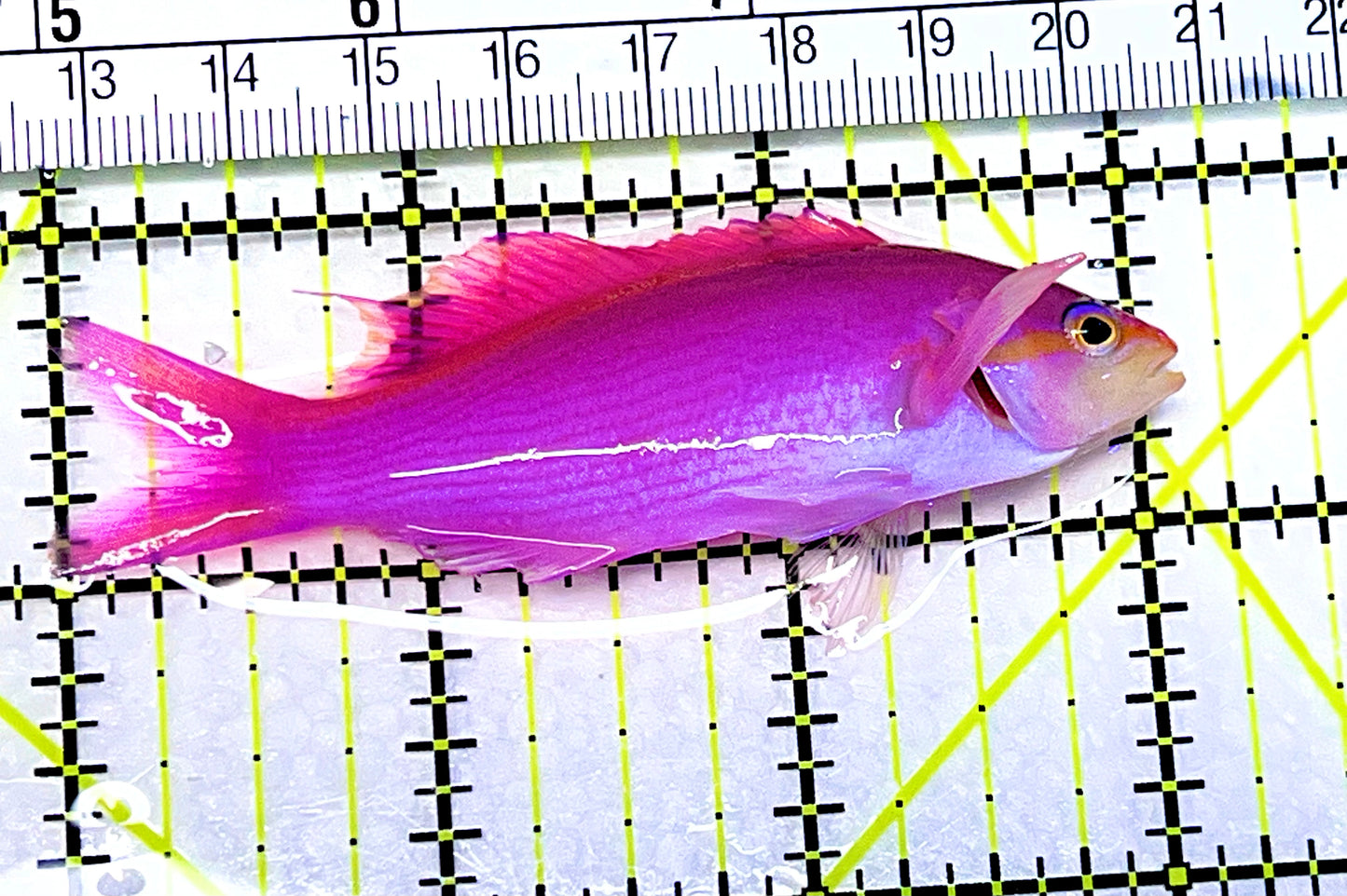 Purple Queen Anthias PQA090201 WYSIWYG Size: XL 3.25" approx