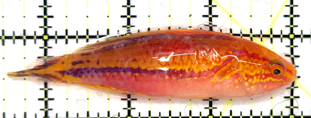 Pintail Fairy Wrasse PFW101101 WYSIWYG Size: XL 3.5" approx