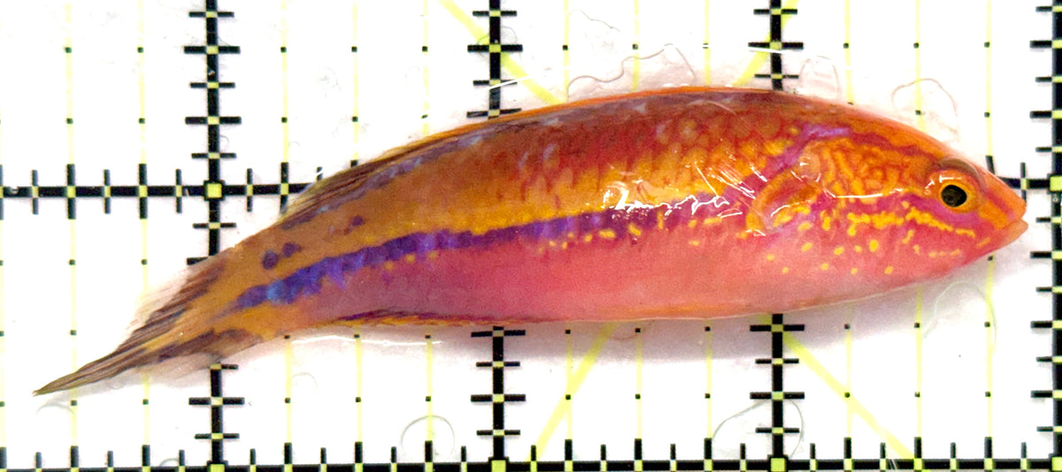 Pintail Fairy Wrasse PFW101102 WYSIWYG Size: XL 3.5" approx