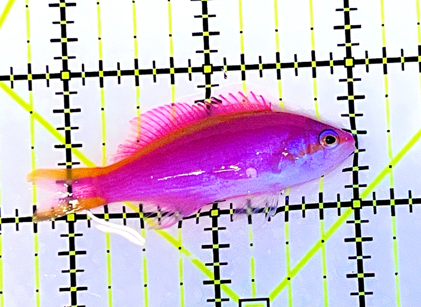 Purple Queen Anthias (CEBU) PQA090202 WYSIWYG Size: L 2.25" Approx