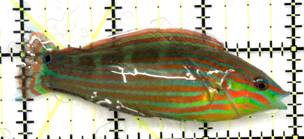 Melanurus Wrasse MW101101 WYSIWYG Size: L 3" approx