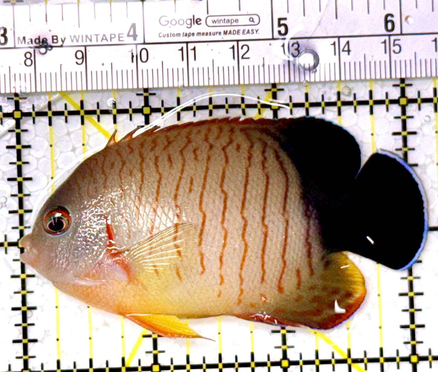 Eibli Angelfish EA111802 WYSIWYG Size: XL 3.25" approx