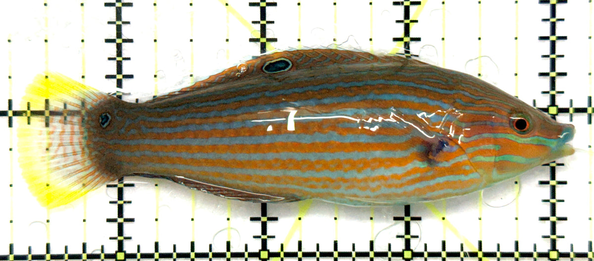 Adorned Wrasse AW101101 WYSIEYG Size: L 3.75" approx