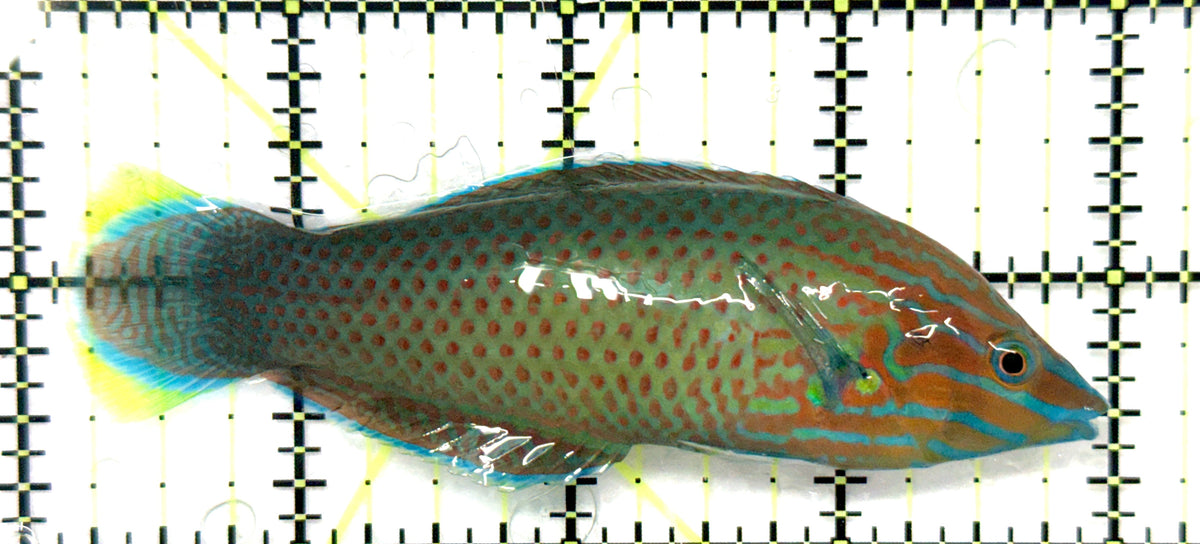 Grey Head Wrasse GHW101201 WYSIWYG Size: XL 3.75" approx