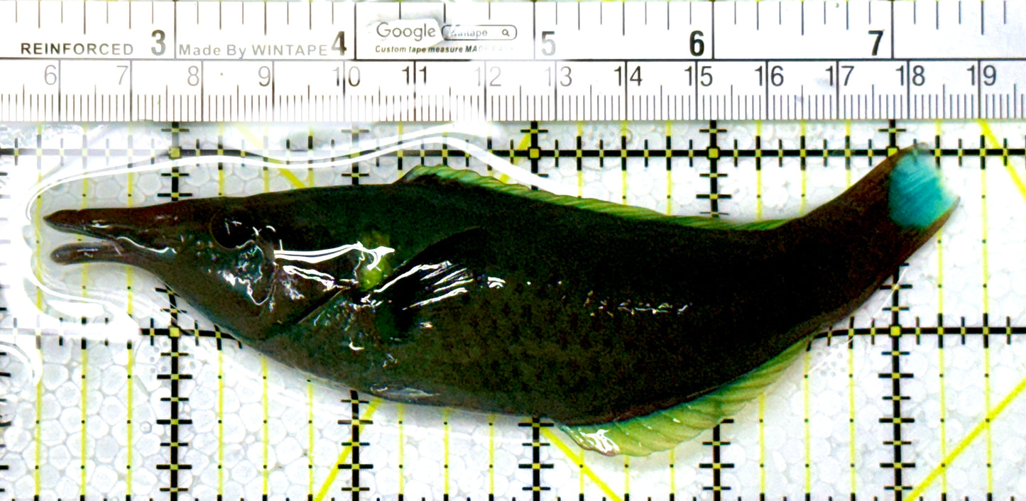 Green Bird Wrasse GBW111901 WYSIWYG Size: L 5.25" approx