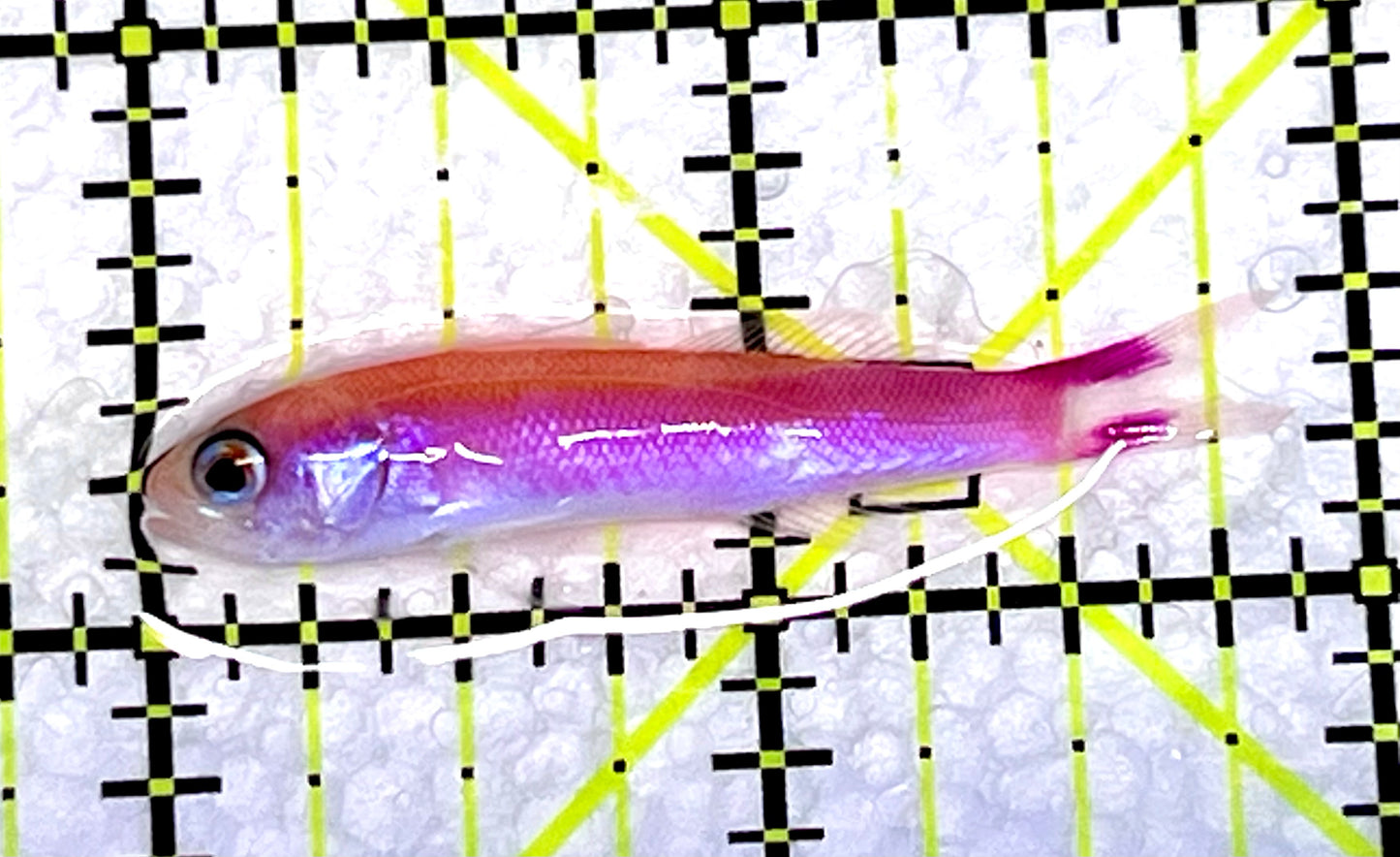 Slender Whitleyi Anthias SWA090201 WYSIWYG Size: 2" approx