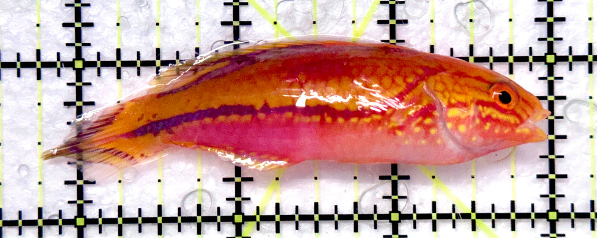 Pintail Fairy Wrasse PFW101101 WYSIWYG Size: XL 3.25" approx