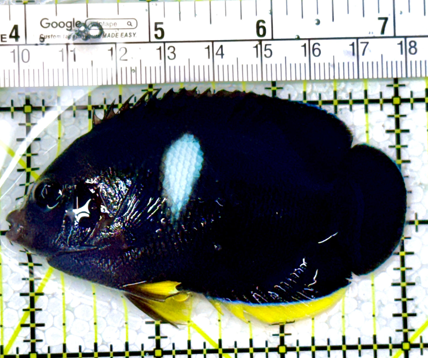 Keyhole Angelfish KA111901 WYSIWYG Size: L 3.25" approx