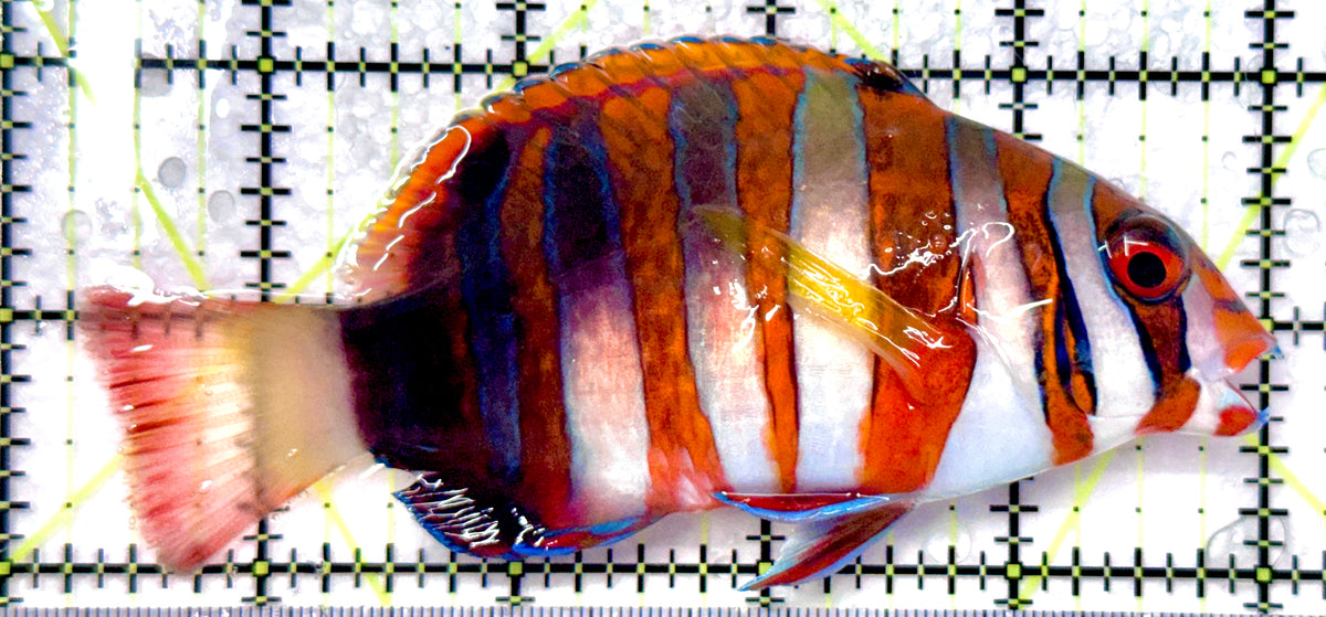 Harlequin Tuskfish HT101103 WYSIWYG Size: L 4.75" approx