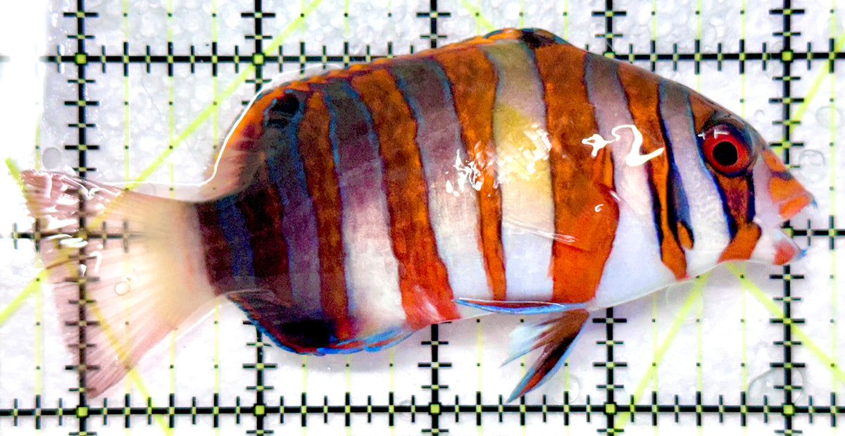 Harlequin Tuskfish HT101104 WYSIWYG Size: L 4.5" approx