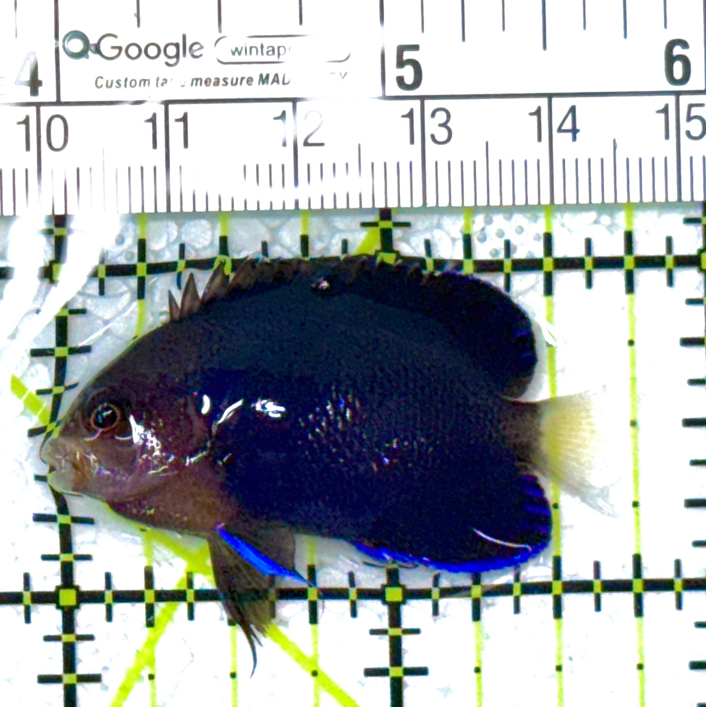Royal Blue Pygmy Angelfish RBPA111902 WYSIWYG Size: M 2" approx