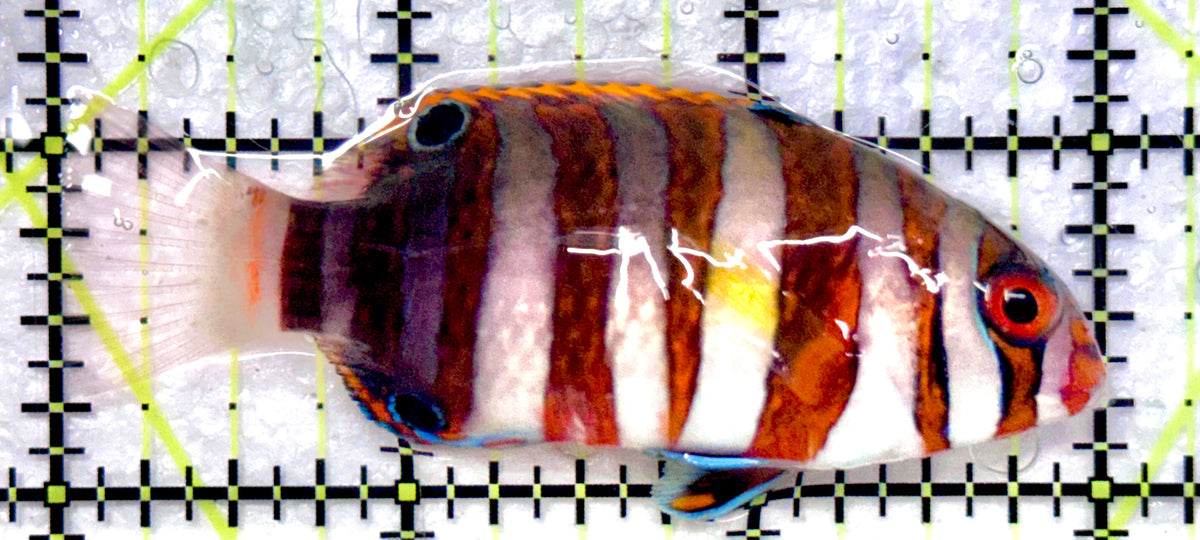 Harlequin Tuskfish HT101106 WYSIWYG Size: S 3" approx