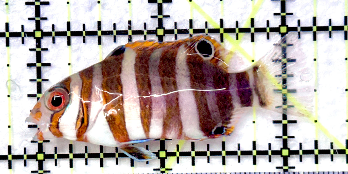 Harlequin Tuskfish HT101107 WYSIWYG Size: S 2.25" approx