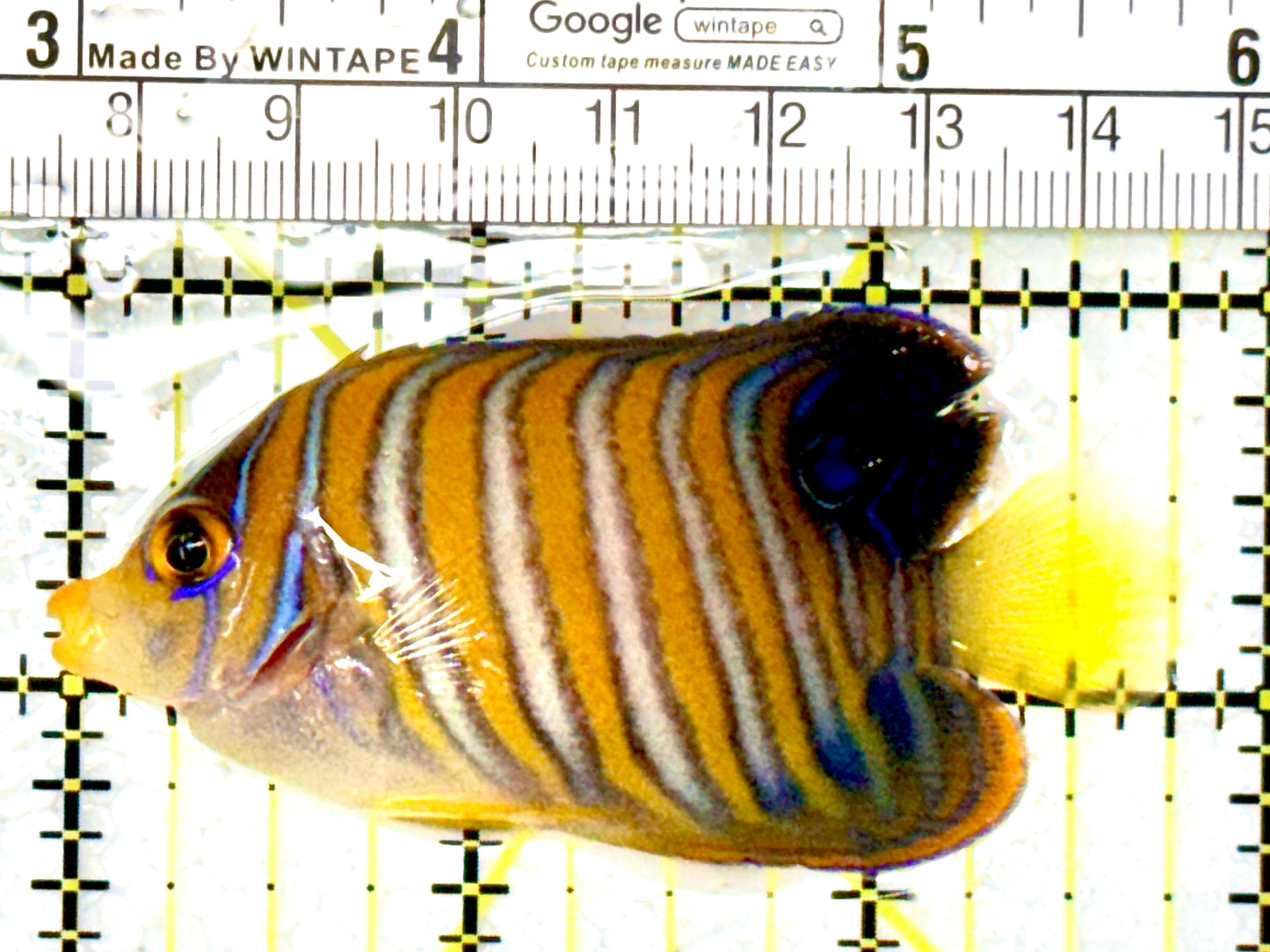 Regal Angelfish Sumatra Yellow Belly (Vibrant Color Indo) RASYB111802 WYSIWYG Size: S 2.75" approx