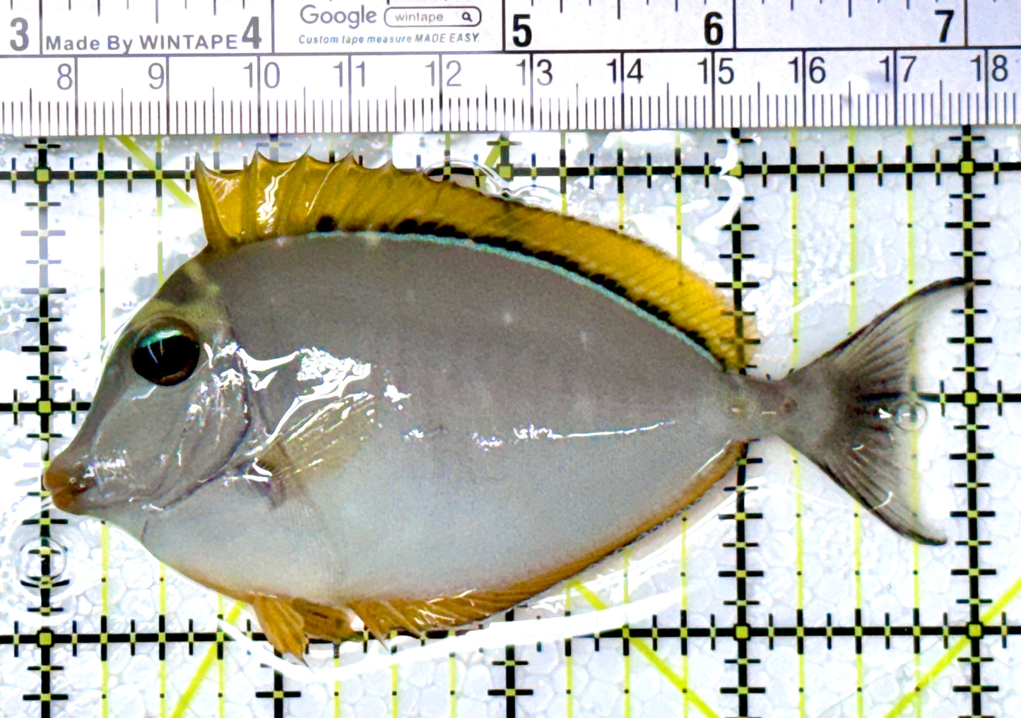 Blonde Naso Tang BNT111901 WYSIWYG Size: M 4" approx